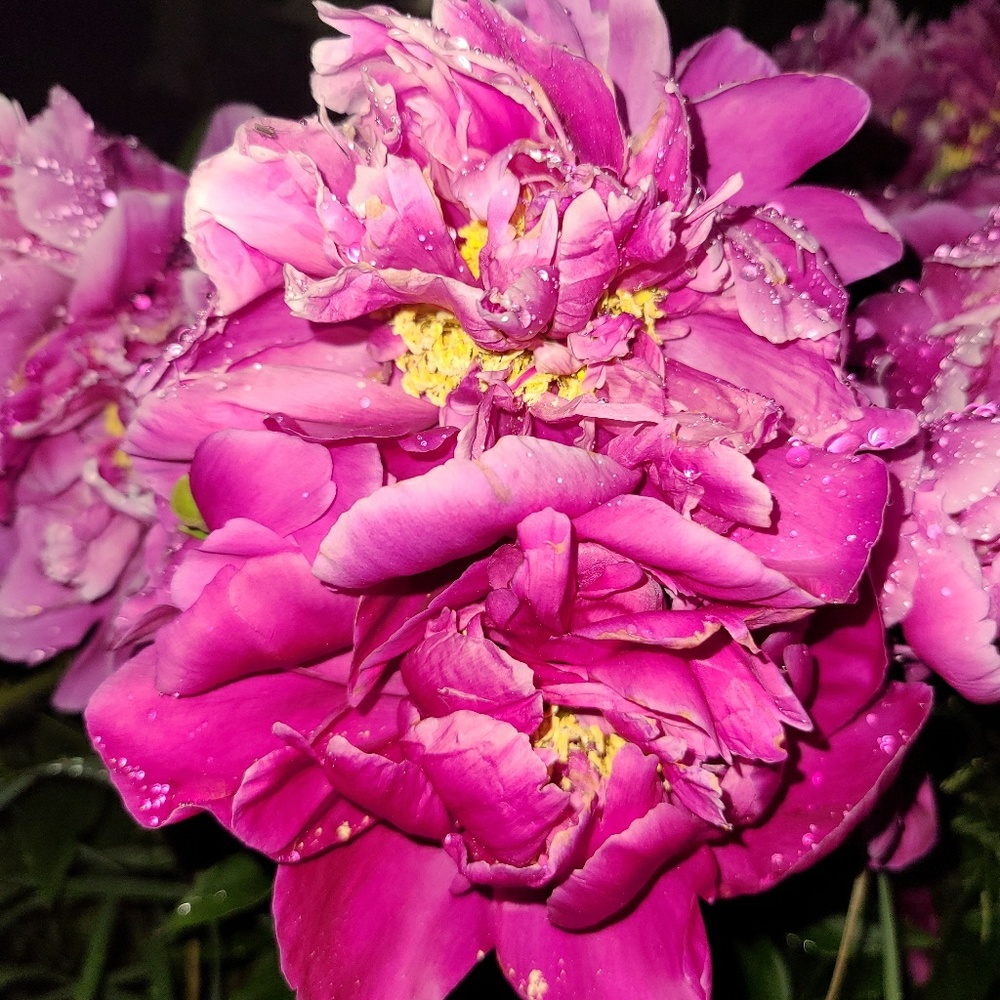 Meet your Posher, Remy